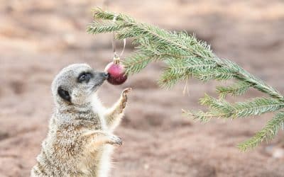 Tree-mendous Christmas treats for Safari Park Meerkats