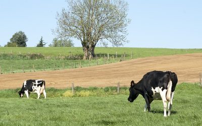 Government launches Dairy Response Fund 2020