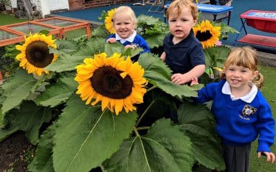 Little Trinity Nursery Sunflower Competition