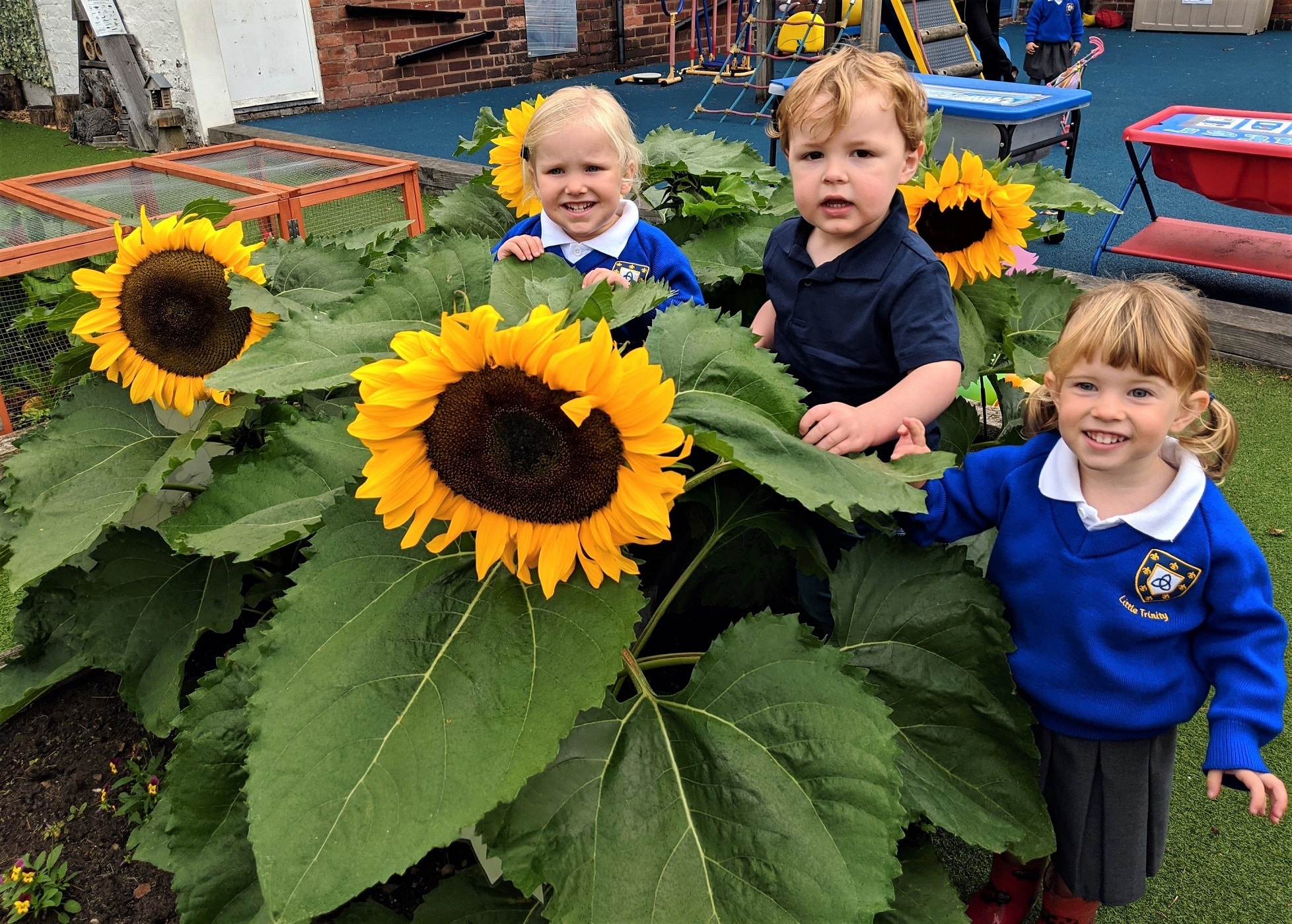 The Sunflower Challenge