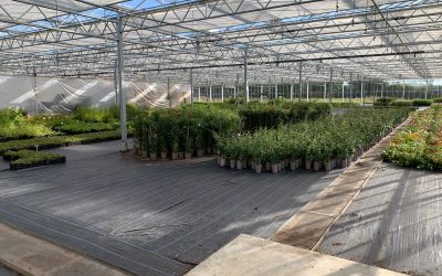 Plant nurseries set to save thousands of plants a year thanks to new Pershore College tests