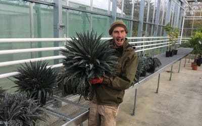 Wyevale Nurseries donates new Mangave range to RHS Garden Wisley