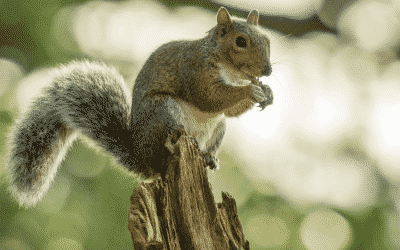 Herefordshire Wildlife Trust 30 by 30 campaign
