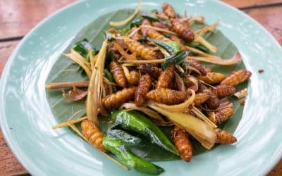 Pershore College explores whether it’s time to put bugs on the menu