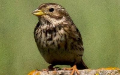 University of Worcester and RSPB Group Link up to Help Farmland Birds
