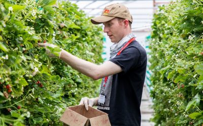 Pershore students complete successful alpine strawberry trial