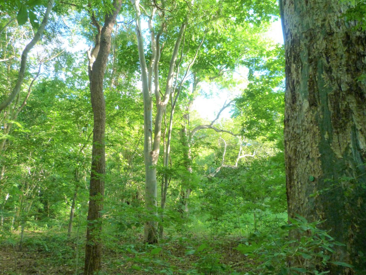 Local plan adopted for Wyre Forest Herefordshire & Worcestershire