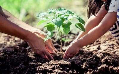 Leaving a lasting legacy with an eco-funeral