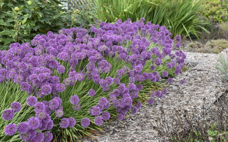 Wyevale Nurseries launches retail plant collections for 2022