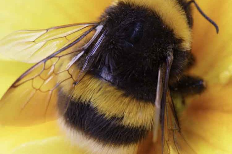 Solid State Buzzing As It Wins £2.4M Contract To Help Bee Health And Crop Pollination