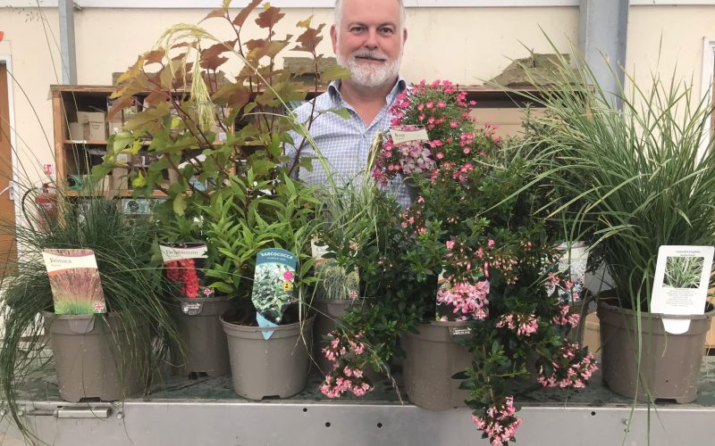 Wyevale Nurseries enters nine new plants for National Plant Show awards