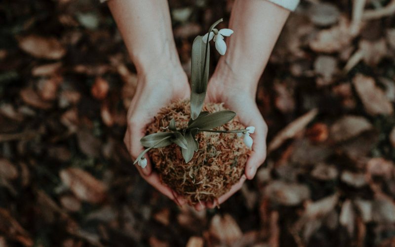 Wyevale Nurseries supports industry charity Perennial through plant sales
