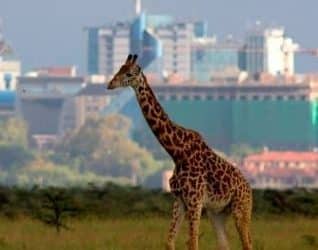 Have you considered exporting to…Kenya?