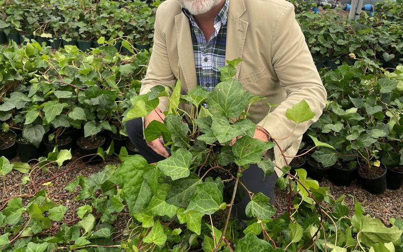 Wyevale Nurseries launches new non-climbing ivy at Four Oaks Trade Show