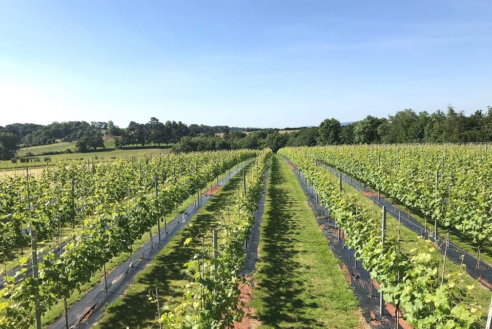 Free ‘Taste of Herefordshire’ Tours At Vineyard For English Wine Week