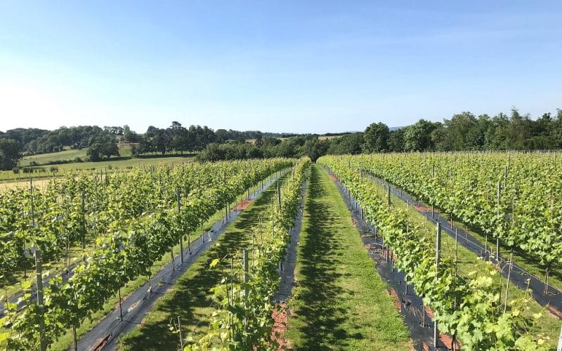 Free ‘Taste of Herefordshire’ Tours At Vineyard For English Wine Week