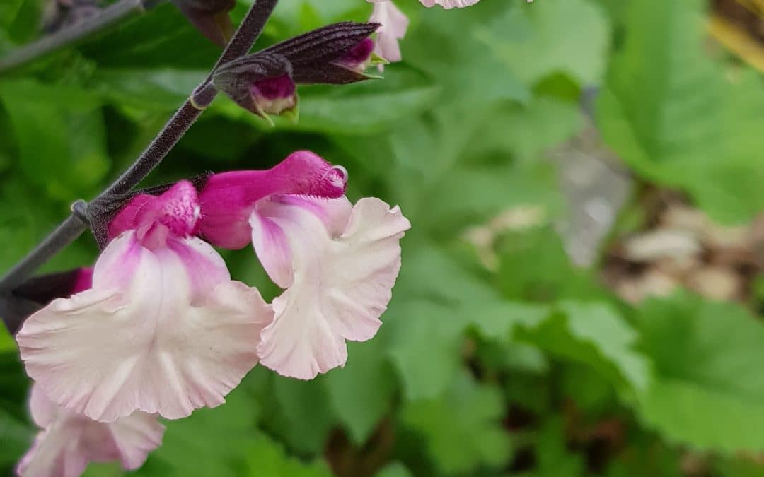 Wyevale Nurseries’ salvias raise £1,600 for Perennial charity through garden centre sales