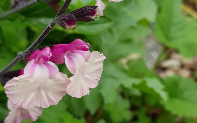 Wyevale Nurseries’ salvias raise £1,600 for Perennial charity through garden centre sales