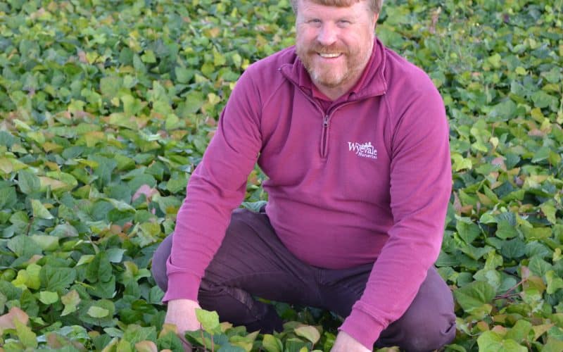 Wyevale Nurseries to giveaway new non-climbing Hedera Bellecour® at FutureScape