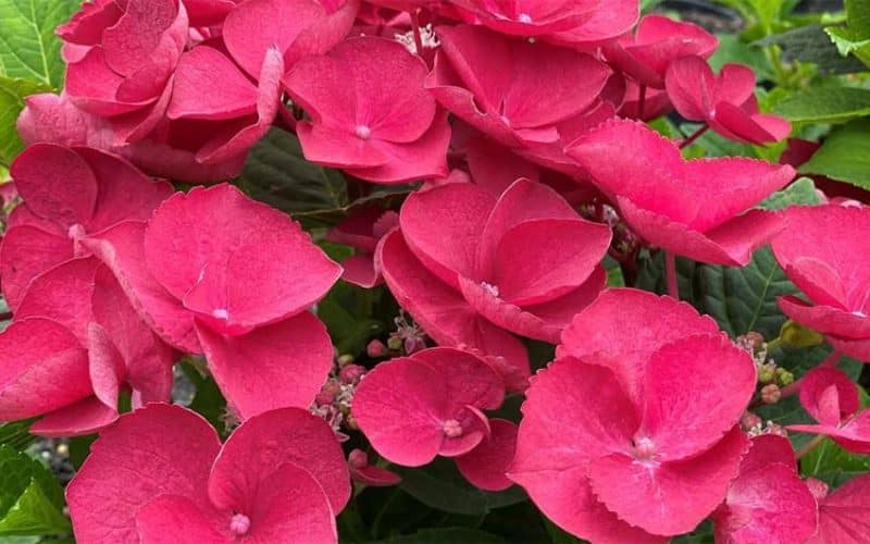 Wyevale Nurseries’ new Hydrangea ‘Cherry Explosion’ to fundraise for Perennial this year
