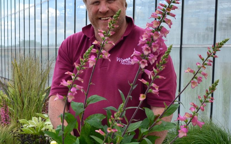 Tatton ‘Long Border’ Designs Sponsored by Wyevale Nurseries for Second Year