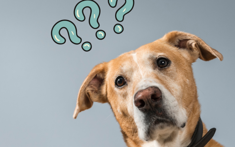 Unleashing Curiosity: A Dog’s-Eye View on Human Behaviour