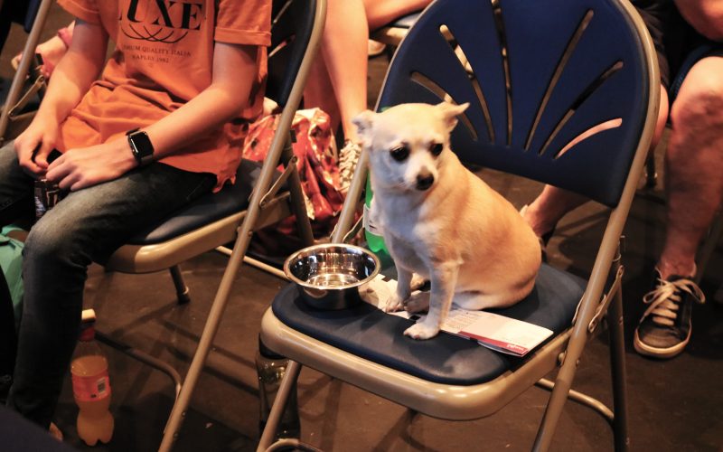 Dogs are Welcome in the Cinema at The Courtyard’s Dog Friendly Halloween Screening