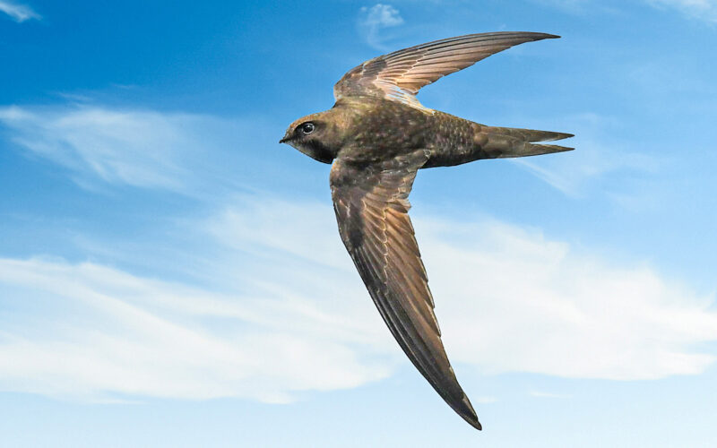 Activities to Show Public How to Help at-Risk Bird Species