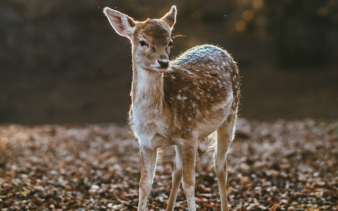 We’re all a bit on the spectrum, aren’t we?