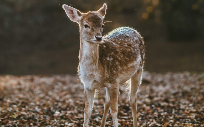 We’re all a bit on the spectrum, aren’t we?