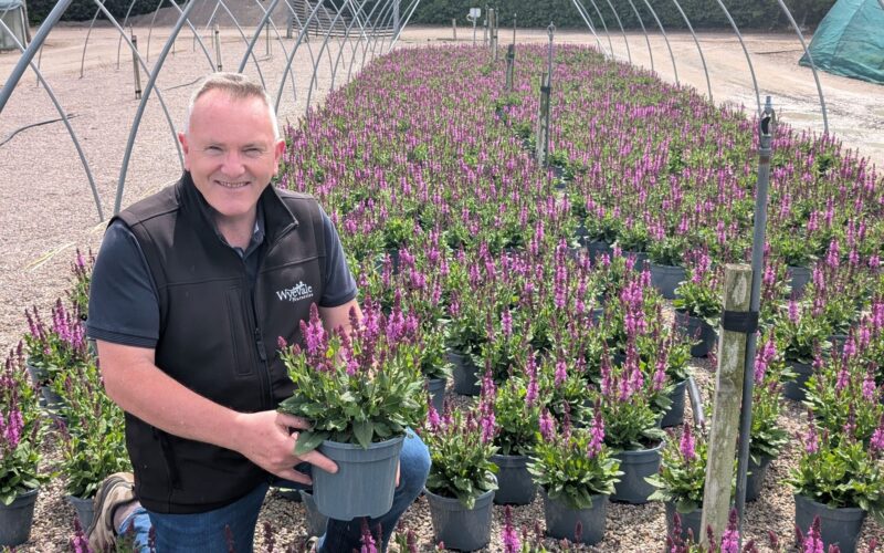 Wyevale Nurseries to exhibit at HTA National Plant Show 2026