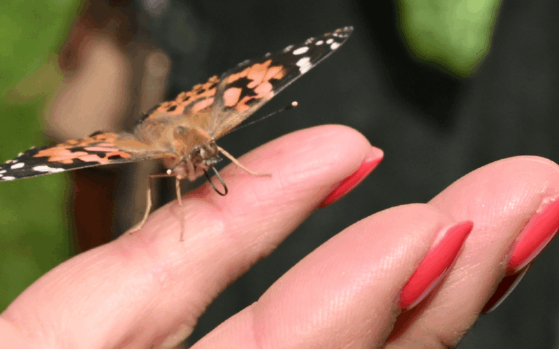 Hundreds invited to remember loved ones at KEMP Hospice Butterfly Release
